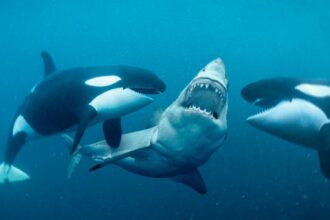 orcas e tubaroes brancos