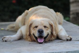 Seu cachorro pode estar ouvindo você enquanto dorme