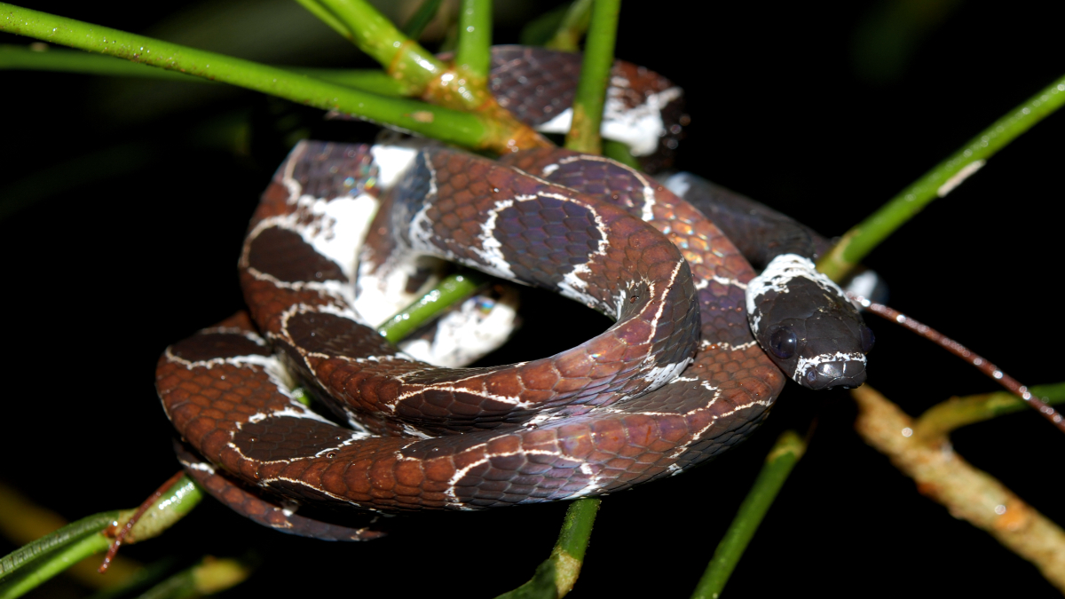 Primeiro registro de vocalização de cobra é feito por bolsistas da