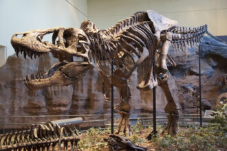 Esqueleto fóssil de um T. rex.