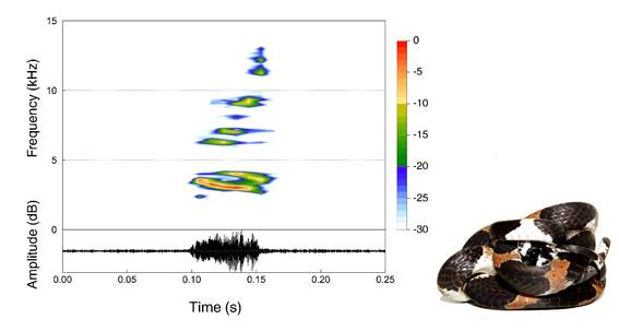 Primeiro registro de vocalização de cobra é feito por bolsistas da