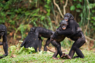 Bonobos cooperam com outros grupos