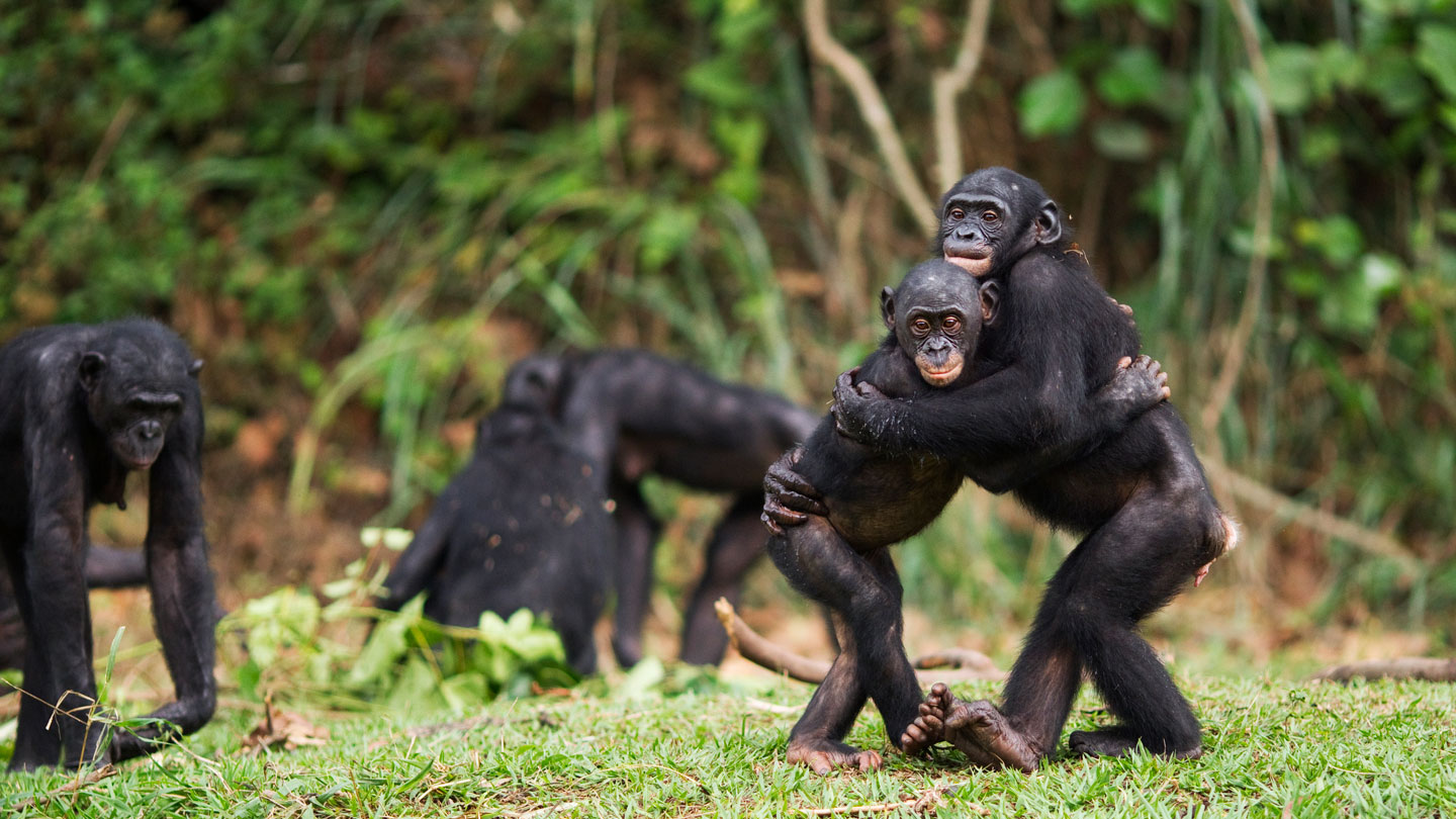 Assim como os humanos, alguns bonobos cooperam com estranhos