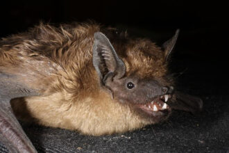 Foto de um morcego serotina
