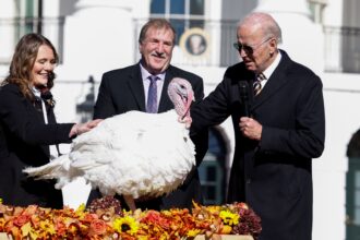 Presidente Biden perdoa peru de Ação de Graças em 19 de novembro de 2022.