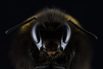 Rosto de uma abelha