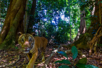 tigre malaio capturado em câmera de monitoramento