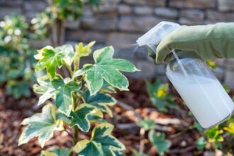 usar leite nas plantas ajuda a eliminar pragas