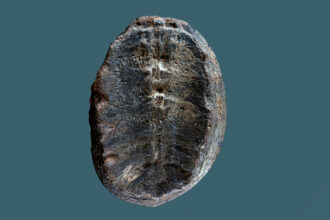 cascos de tartarugas fossilizados