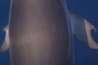 Golfinho com deformação na nadadeira