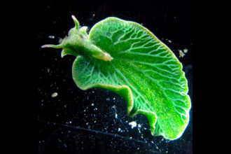 A lesma marinha Elysia chlorotica
