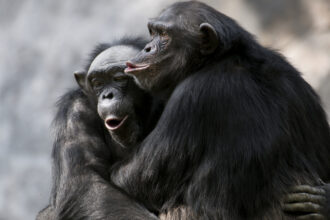 Chimpanzés se abraçando