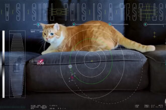 Gato tentando pegar laser