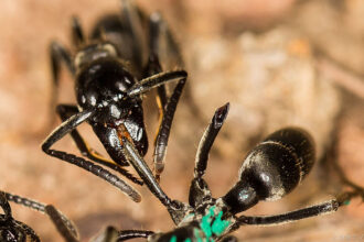 Uma formiga Matabele cuida do ferimento de outra formiga cujas pernas foram arrancadas durante uma briga com cupins.