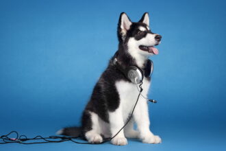 cachorro com fone de ouvido