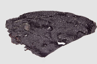 Fragmento de pele fossilizada