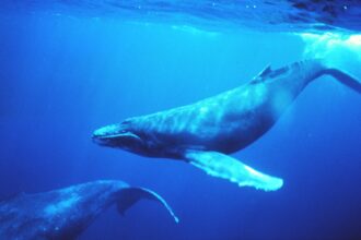 Cientistas finalmente descobrem como as baleias cantam embaixo d’água