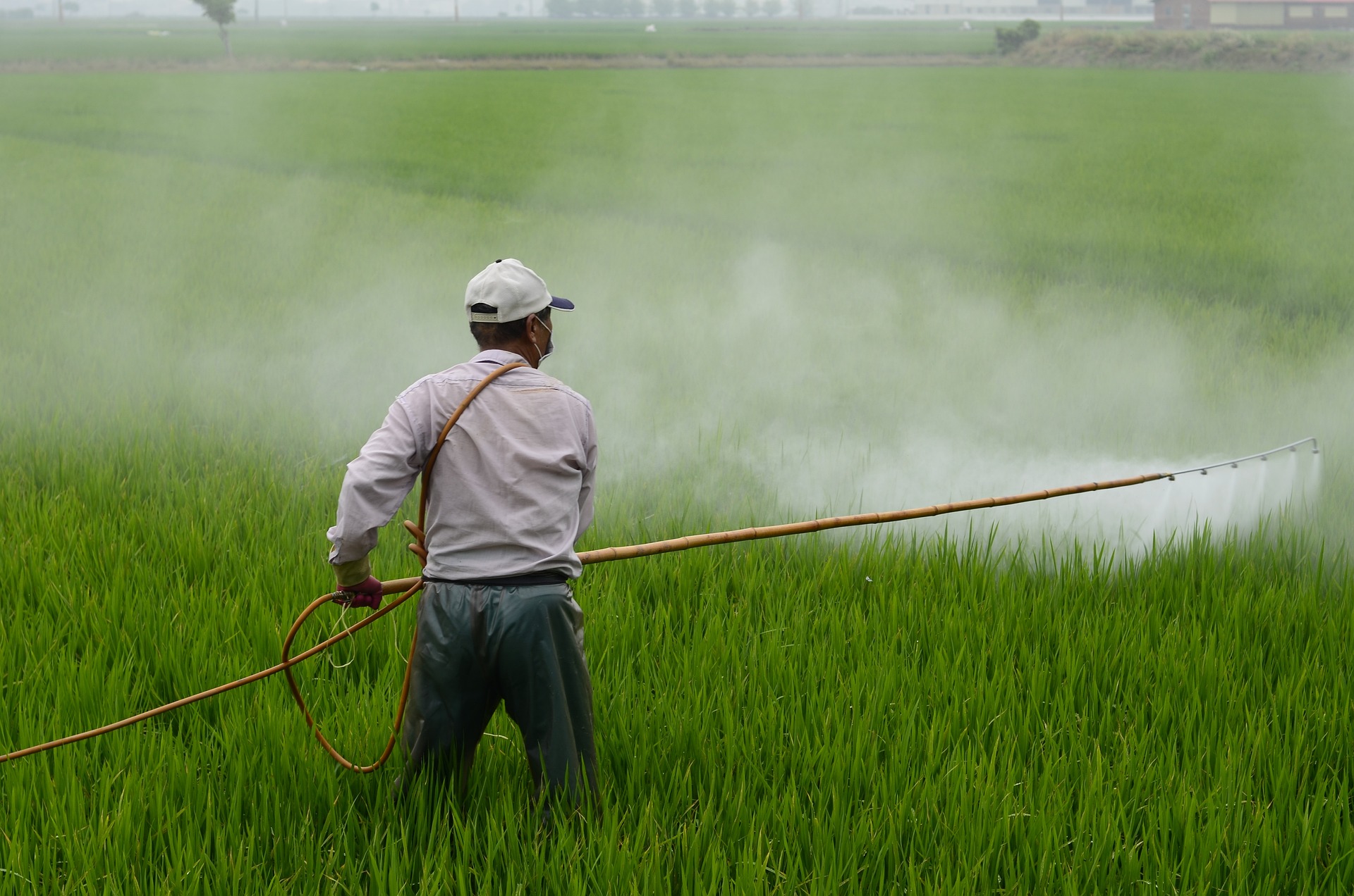 Steinernema Adamsi, a nova espécie de minhoca que pode acabar com o uso de pesticidas