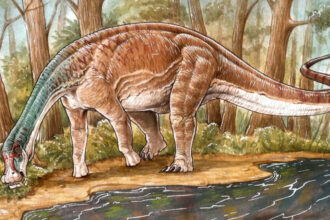 Reconstrução do Inawentu Oslatus, novo dinossauro descoberto recentemente na Argentina