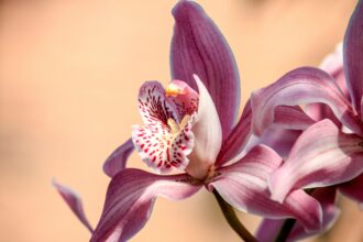 Uma orquídea em floração