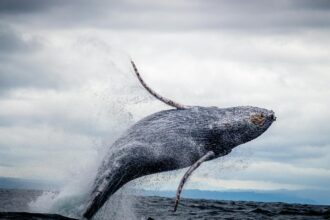 Onda de calor marinha pode ser a causa da morte de milhares de baleias jubarte