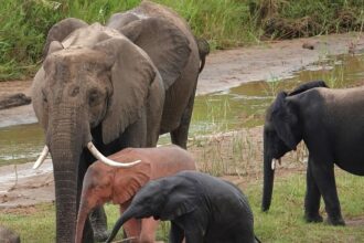 Raro elefante rosa é avistado na África do Sul