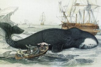 caca da baleia da groenlandia e1714378461678