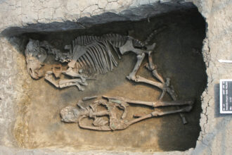 Pesquisadores descobriram os restos mortais do século VIII de um cavalo e de um jovem, que é um dos filhos do fundador de sua unidade de parentesco.