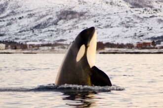 orcas 1