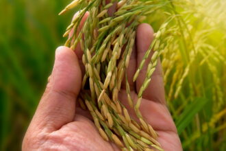 plantacao de arroz