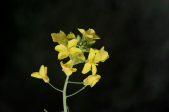 Brassica rapa