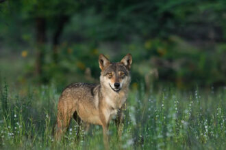 Canis lupus pallipes