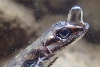 anolis aquatico