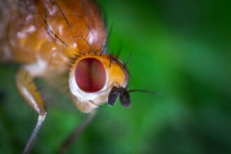 mosca da fruta