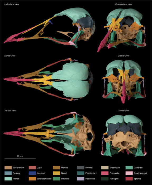 Revolutionary Fossil Discovery in Brazil Reveals Key Insights into Bird Evolution and Cognitive Development