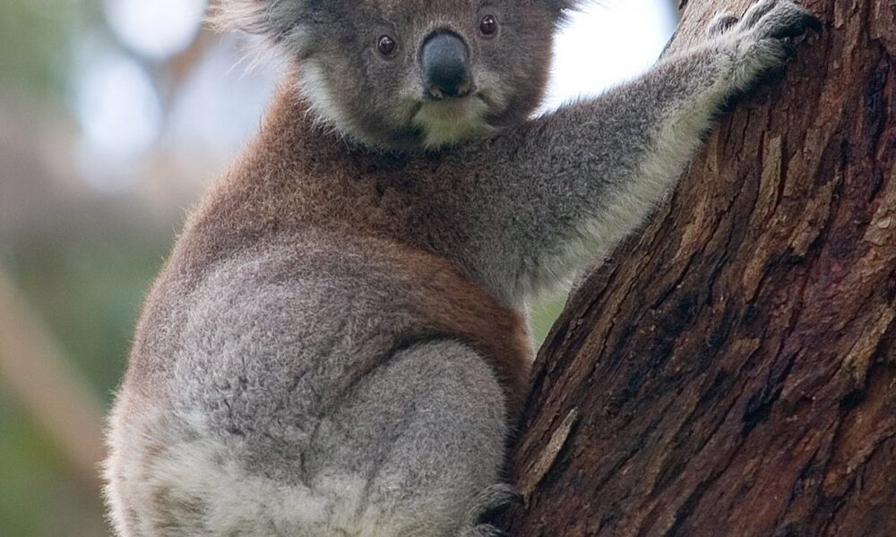 Coala dormindo em uma árvore na Austrália