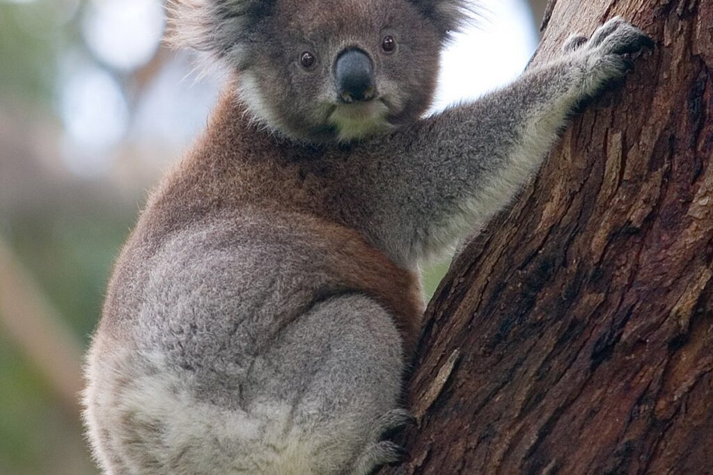 Coala dormindo em uma árvore na Austrália