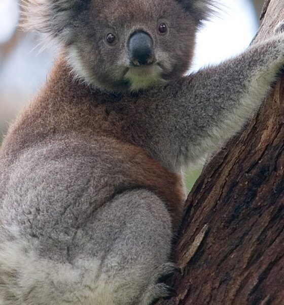 Coala dormindo em uma árvore na Austrália