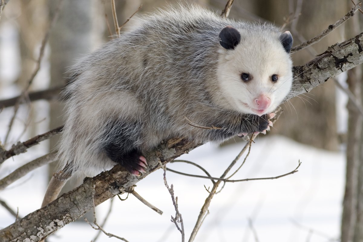 Gambá (Didelphis sp.) — marsupial americano