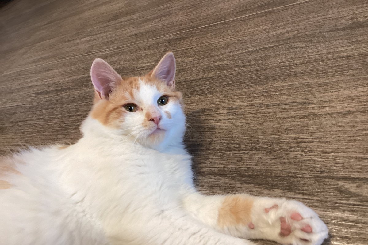 Gato doméstico dormindo