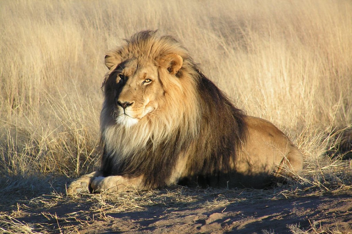 Leão africano (Panthera leo) na Namíbia
