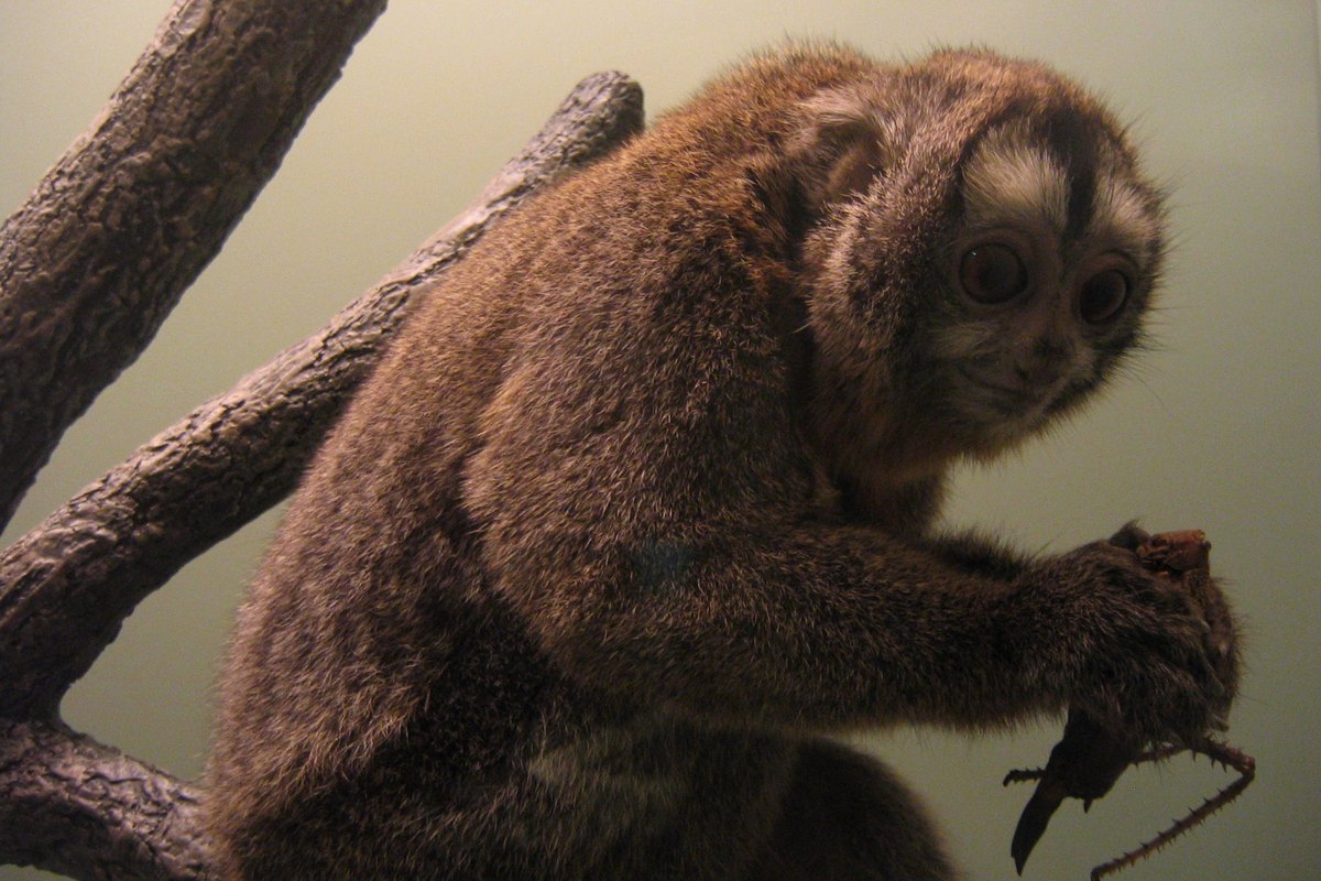 Macaco-da-noite (Aotus trivirgatus) — único primata verdadeiramente noturno