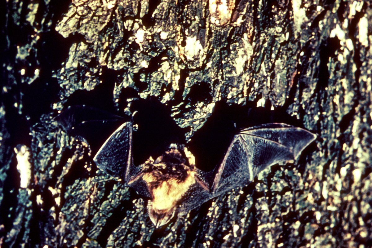 Morcego marrom pequeno (Myotis lucifugus) em repouso