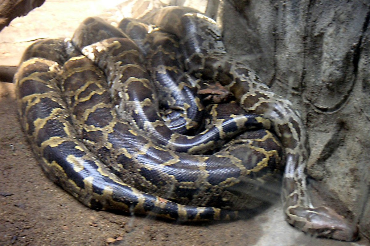 Píton (Python molurus) em repouso
