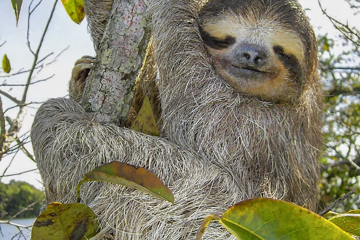 Preguiça-de-três-dedos (Bradypus variegatus) em repouso