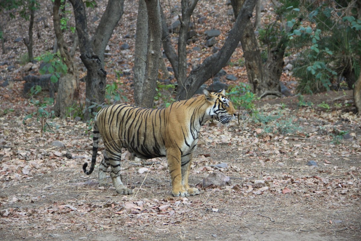 Tigre-de-bengala (Panthera tigris) em Ranthambore, Índia
