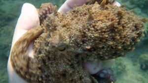 Polvo de pele rugosa e marrom segurado por uma mão debaixo d'água, com um dos olhos visível e tentáculos enrolados.
