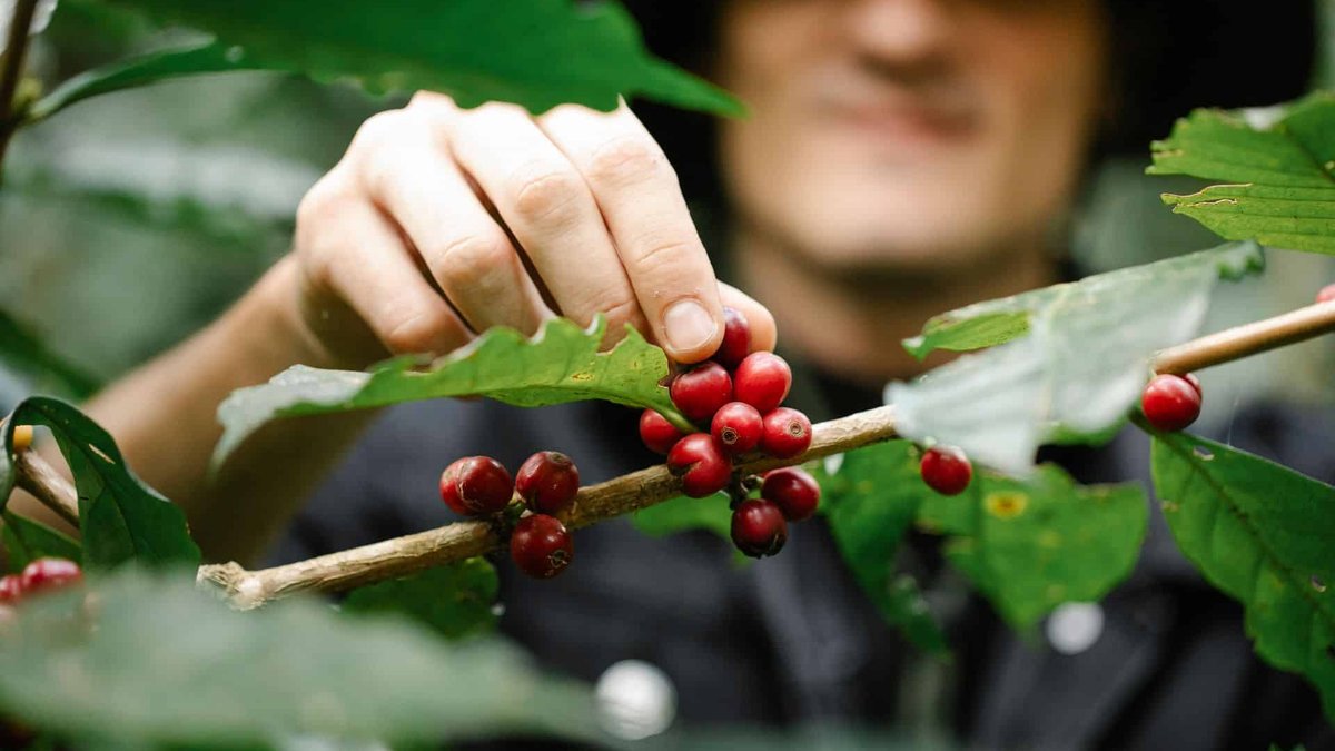 Mão de uma pessoa colhendo cerejas vermelhas de café em um galho com folhas verdes, com fundo desfocado.
