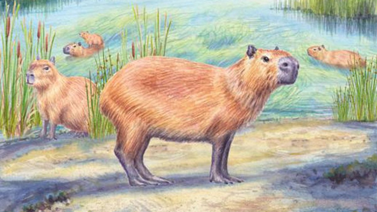 Ilustração de capivaras em um brejo com juncos: uma em primeiro plano sobre a areia e outras na água e na margem.