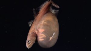 Peixe de tons acastanhados com barriga grande e arredondada, em fundo escuro com pequenas partículas na água.